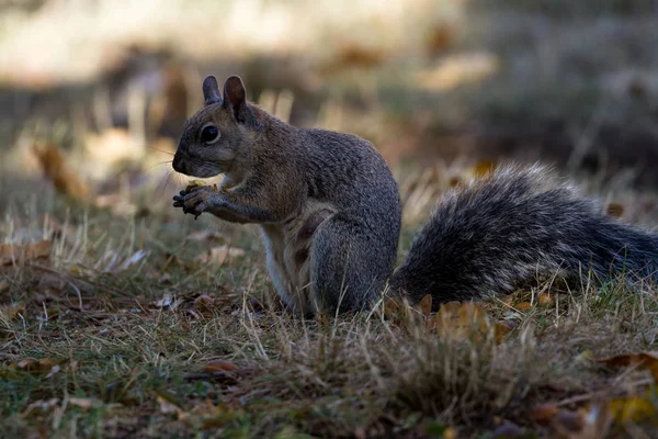 灰色のリスで近くのオークの木からドングリを食べて地面に — ストック写真