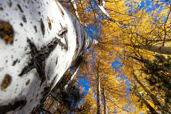 Colorful Birch Trees Golden Yellow Leaves Late October Hint Blue — Stock Photo, Image