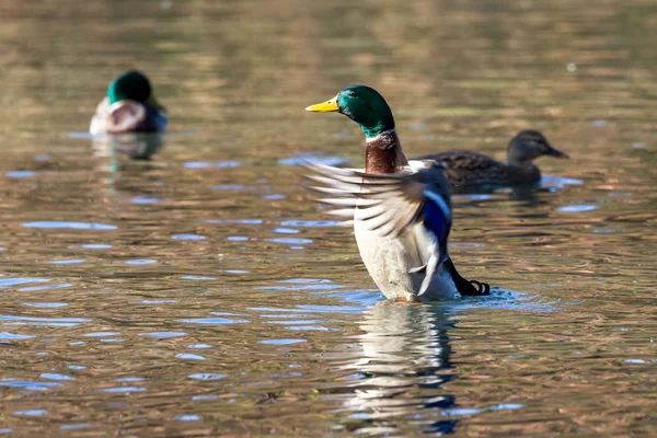 十月下旬 五颜六色的野鸭在池塘里拍打翅膀 金色的秋天的颜色反射在水面上 — 图库照片