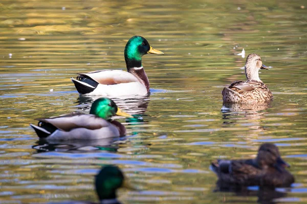 五颜六色的野鸭在十月下旬的池塘里游泳 金色的金色反射在水面上 — 图库照片