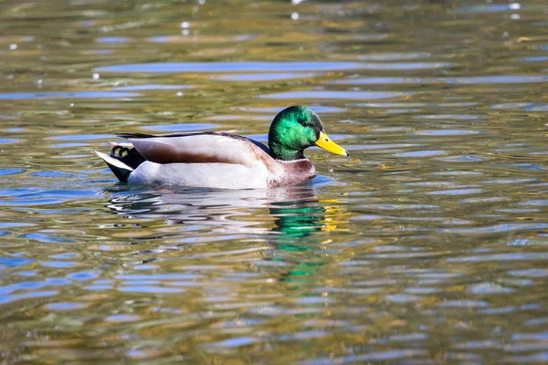 五颜六色的野鸭在十月下旬的池塘里游泳 金色的秋色反射在水面上 — 图库照片