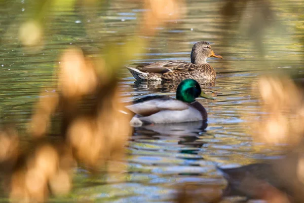 Anatre Domestiche Colorate Che Nuotano Uno Stagno Fine Ottobre Con — Foto Stock