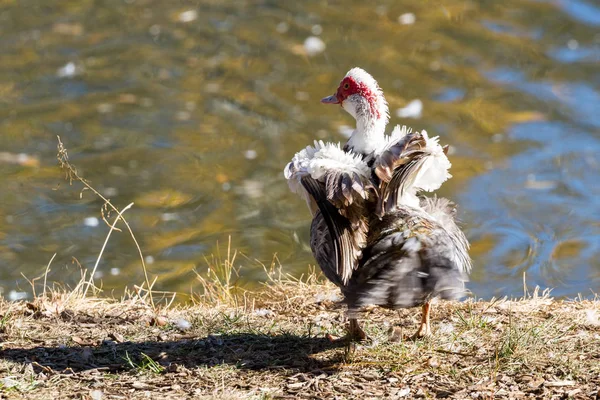 Moskauer Ente Schüttelt Den Schwanz Der Nähe Eines Teiches Mit — Stockfoto
