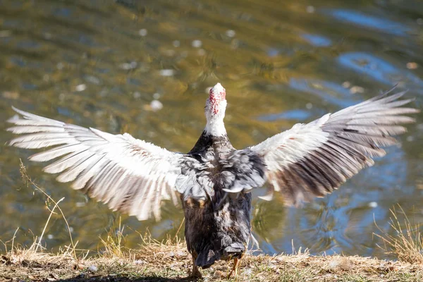 Barbarijse Eenden Fladderende Zijn Vleugels Buurt Van Een Vijver Met — Stockfoto