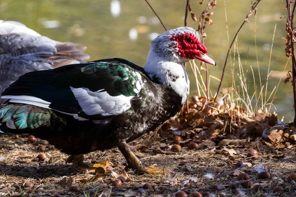 Kachna Pižmová Rybníka Golden Podzimních Barev Odrážející Vodě — Stock fotografie