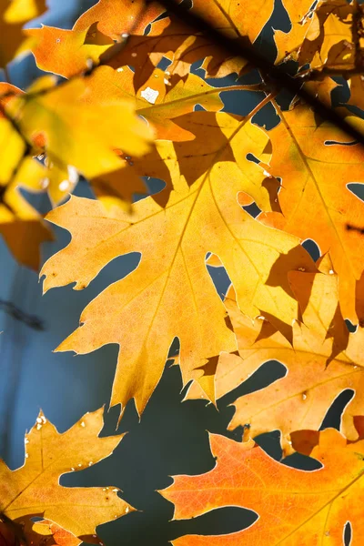 Primo Piano Bellissimo Colorato Gruppo Foglie Quercia Autunno — Foto Stock