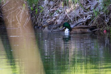 Bir su birikintisi yüzme bahar yeşilbaş ördekler eşleştirilmiş. Erkeğin alışılmadık bir beyaz göğüs vardır