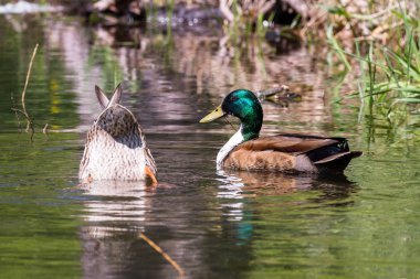 Bir su birikintisi yüzme bahar yeşilbaş ördekler eşleştirilmiş. Erkeğin alışılmadık bir beyaz göğüs vardır