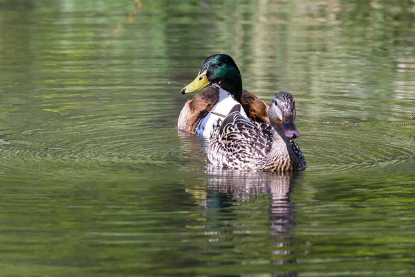 Mallard Patos Emparejados Primavera Nadando Estanque Macho Tiene Pecho Blanco — Foto de Stock