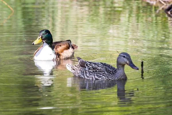 Patos Reais Emparelhados Primavera Nadando Uma Lagoa Macho Tem Peito — Fotografia de Stock