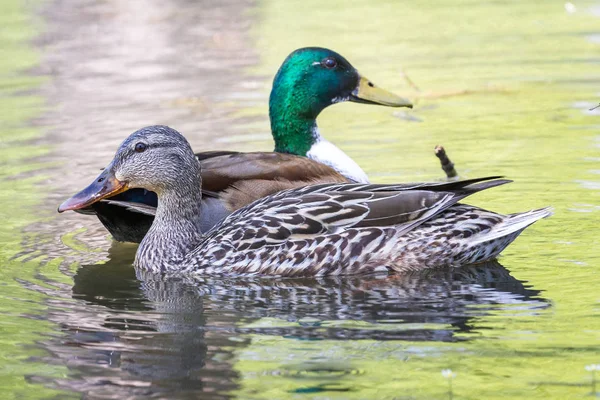 Mallard Ducks Paired Spring Swimming Pond Male Has Unusual White — Stock Photo, Image