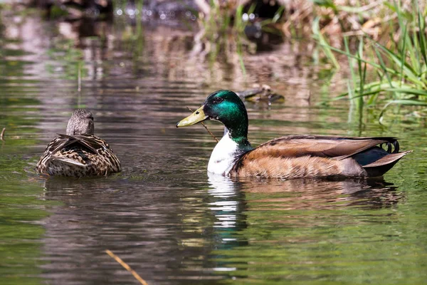 Mallard Eenden Gekoppeld Het Voorjaar Een Vijver Zwemmen Het Mannetje — Stockfoto