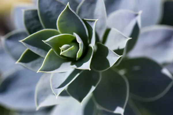 その葉に美しい模様とセダム多肉植物の上面のクローズ アップ — ストック写真