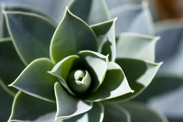 Close Van Het Bovenaanzicht Van Een Sedum Succulente Installatie Met — Stockfoto