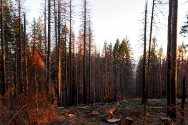 büyük orman yangını ormanı Güney Oregon kırmızı battaniye dağ bölgesinde büyük bir kısmı yaktıktan sonra işlem günlüğü