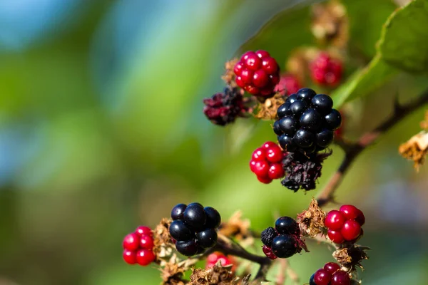 Blackberries Vine Still Growing Very Late Season Southern Oregon — Stock Photo, Image