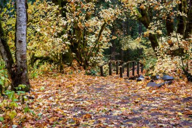 Altın meşe yaprağı Umpqua Ulusal Orman Douglas İlçesi Oregon dan güzel sonbahar kızdırma