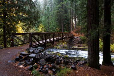 Altın meşe yaprağı Umpqua Ulusal Orman Douglas İlçesi Oregon dan güzel sonbahar kızdırma