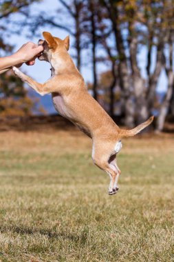geç sonbahar mevsim ot kurutma dışında oynarken küçük chihuahua