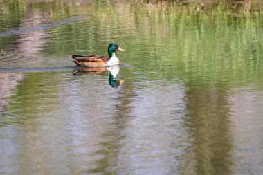 beyaz bir göğüs yeşil bahar çimen yansıtan ile q havuzda yüzme ile olağandışı yeşilbaş ördek