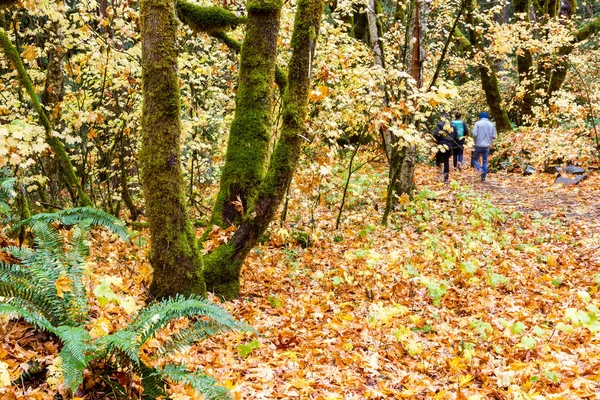 Piękny Jesienny Blask Złoty Dąb Pozostawia Umpqua National Forest Douglas — Zdjęcie stockowe