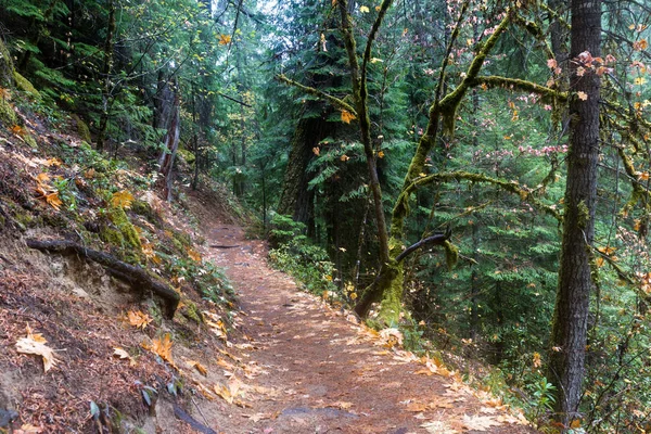 Wunderschönes Herbstleuchten Aus Goldenen Eichenblättern Umpqua Nationalwald Douglas County Oregon — Stockfoto