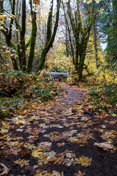 Vacker Höst Glöd Från Gyllene Eklöv Skogen Umpqua National Douglas — Stockfoto