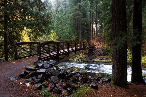 Belle Lueur Automne Feuilles Chêne Doré Dans Forêt Nationale Umpqua — Photo