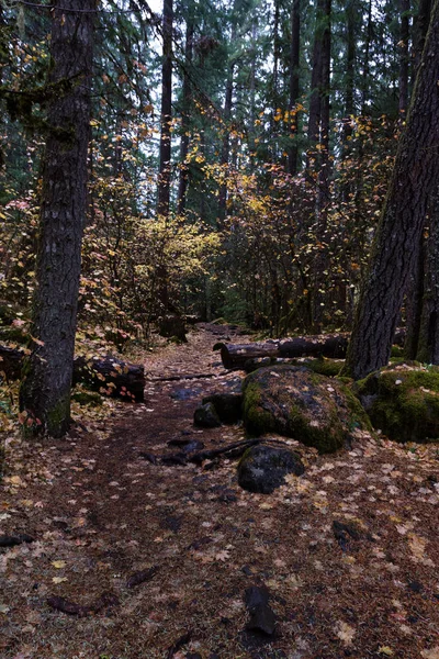 Krásné Podzimní Záři Zlaté Dubové Listí Lese Vnitrostátních Umpqua Douglas — Stock fotografie