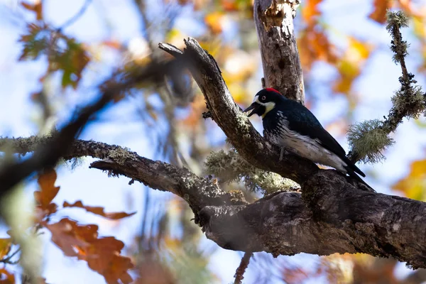 Acorn woodpecker perched on an oak tree in southern Oregon with autumn leaves in the background