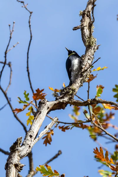 Acorn woodpecker perched on an oak tree in southern Oregon with autumn leaves in the background