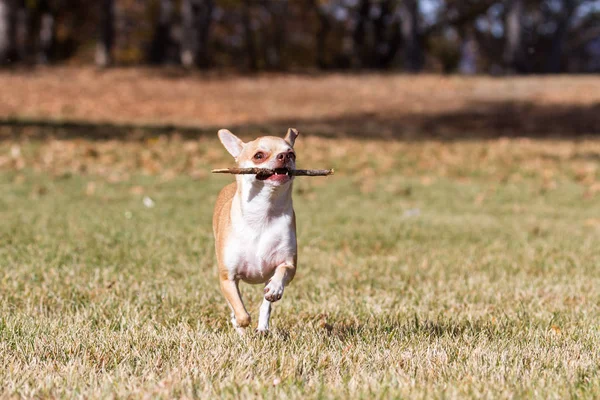 Chihuahua Pequeño Jugando Aire Libre Hierba Seca Finales Otoño Temporadas —  Fotos de Stock