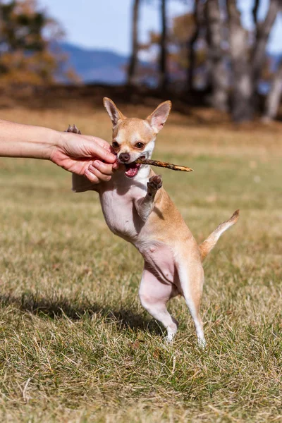 Chihuahua Pequeño Jugando Aire Libre Hierba Seca Finales Otoño Temporadas —  Fotos de Stock