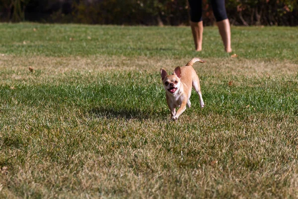 Chihuahua Pequeño Jugando Aire Libre Hierba Seca Finales Otoño Temporadas — Foto de Stock