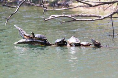 Grup güneş gölde yüzen bir oturum zevk boyutları değişen kaplumbağaları