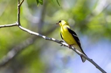 ABD'li sakası - Spinus tristis