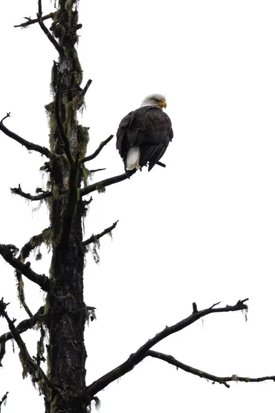 Aquila Adulta Calva Appollaiata Albero Morto Con Cielo Bianco Nuvoloso — Foto Stock