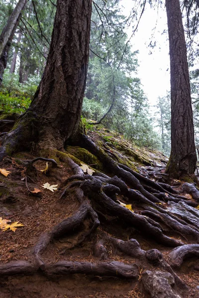 Ścieżka Przechodzi Przez Serię Narażone Połączone Korzenie Drzew Kilku Liści — Zdjęcie stockowe