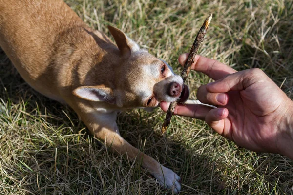 Chihuahua Tomando Palo Concepto Mano Hombre Para Darse Por Vencido — Foto de Stock