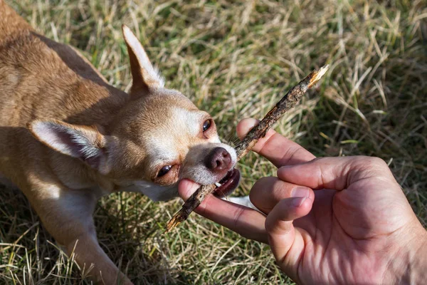 Chihuahua Tomando Palo Concepto Mano Hombre Para Darse Por Vencido — Foto de Stock