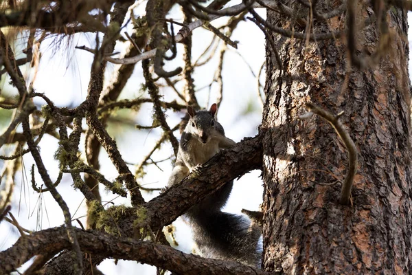 Grå Ekorre Upp Ett Träd Som Titta Hennes Boet Och — Stockfoto