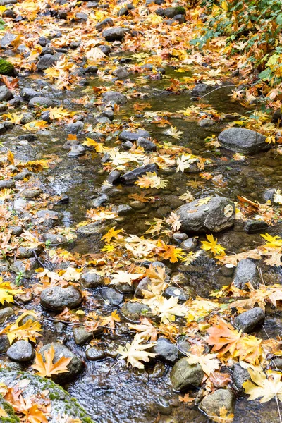 Ekim Ortalarında Creek Oregon Yüzen Dev Altın Yaprakları — Stok fotoğraf
