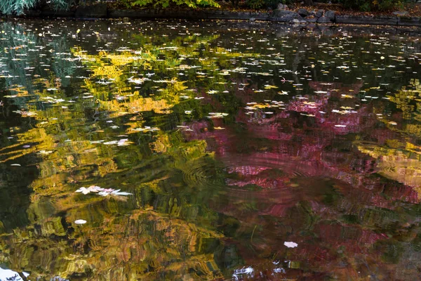 Güzel Renkli Gölet Yansımaları Yüzeyinde Yüzen Bırakır Renklerle Çeşitli Sonbahar — Stok fotoğraf