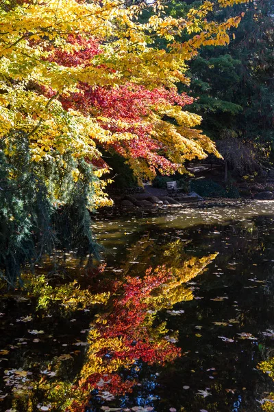 Hermosos Reflejos Coloridos Estanque Árboles Otoño Una Variedad Colores Con —  Fotos de Stock