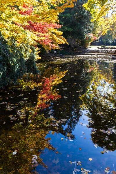 Beautiful Colorful Reflections Pond Autumn Trees Variety Colors Leaves Floating — Stock Photo, Image