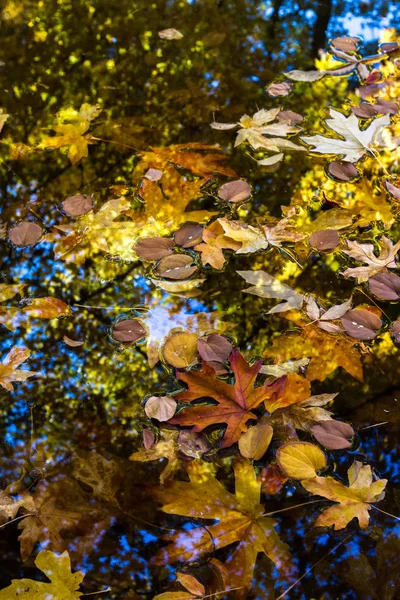 Beautiful Colorful Reflections Pond Autumn Trees Variety Colors Leaves Floating — Stock Photo, Image