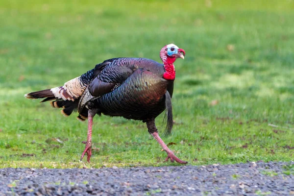 Joven Macho Tom Pavo Runing Con Verde Primavera Hierba Fondo — Foto de Stock