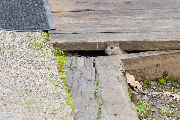 Small Mouse Rat Sticking His Head Out Cracks Wood House — Stock Photo, Image