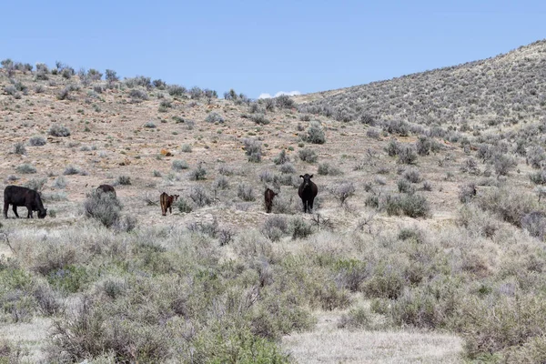 Bydło Wybiegiem Północnej Nevada Pastwiska — Zdjęcie stockowe
