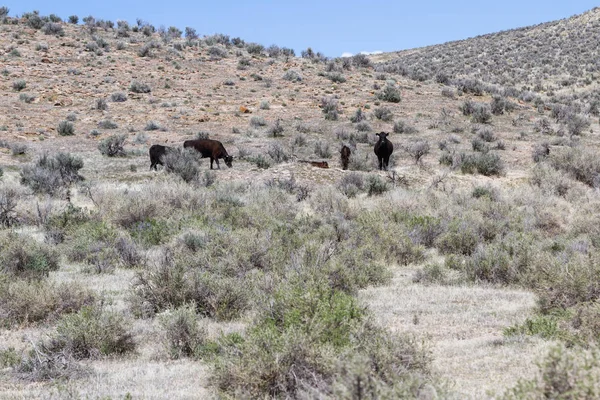 Gado Livre Norte Nevada Rangeland — Fotografia de Stock